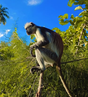 Zanzibar red colobus monkey resting in the tree canopy of Jozani Forest