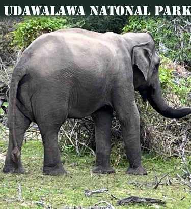 Udawalawa Natinal Park