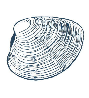 clam