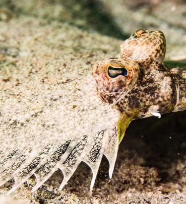 Flounder