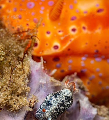 Nudibranch