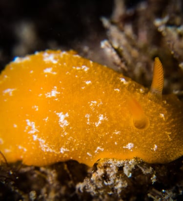 Nudibranch