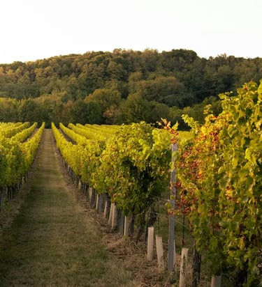domaine viticole a aix en provence