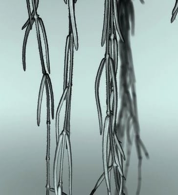 digital art, video installation,  joanna wlaszyn