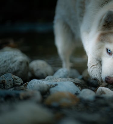 photographe perpignan animaux animal