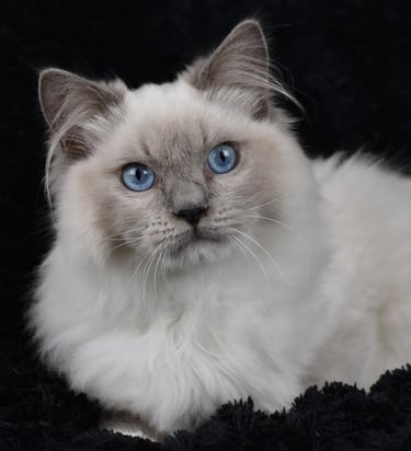 Wolfgang Amadeus du Manoir des Dolls