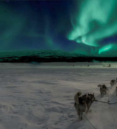 Psie zaprzęgi w Laponii pod zorzą polarną.
