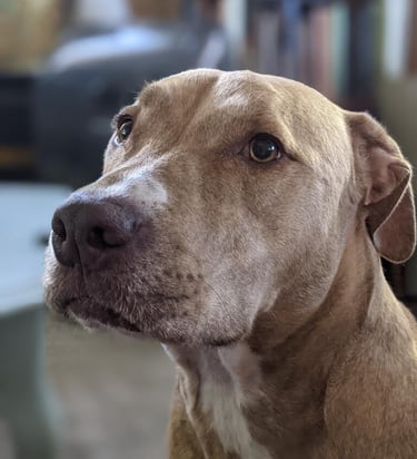 Tan dog sitting in a room