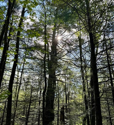 Photo of tall trees, close together, with the sun shining brightly between branches.
