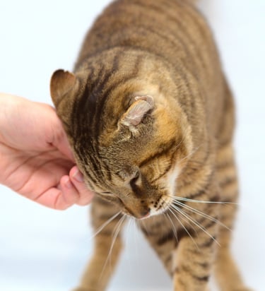 Un chat tigré marron se frottant la tête contre la main de sa maîtresse. Photo prise en studio.