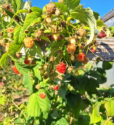 a fruit bush with red berrys