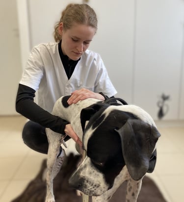 Séance d'ostéopathie animale en Belgique
