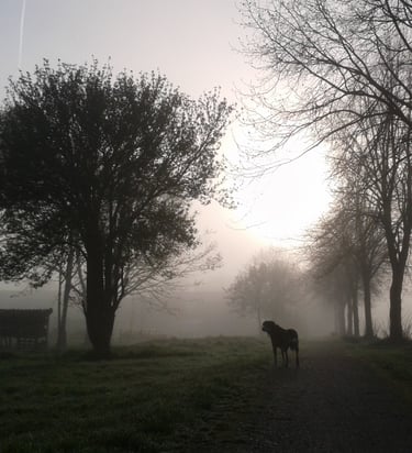 a dog standing in the middle of a field