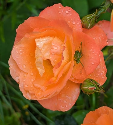 Rosier à la couleur délicate 