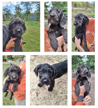 cuccioli labradoodle in vendita bologna, emilia-romagna, nord italia