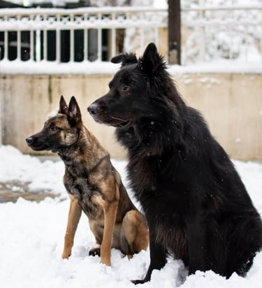 Two dogs sitting: one black long-haired, one smaller fawn short-haired.