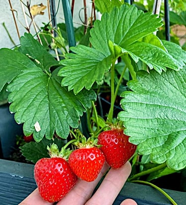 fraises bien sucrées