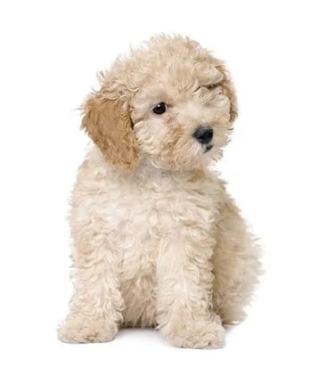 maltipoo-dog-002-min-415x450-540h (1)
