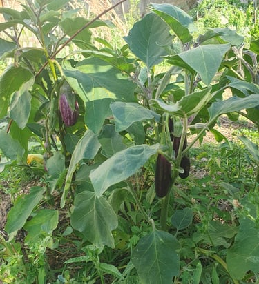 aubergine