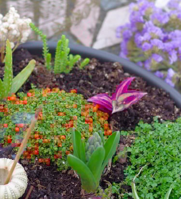 Freshly potted flowers
