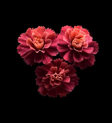 A trio of luminous marigolds emerging from pitch darkness, their ruffled petals glowing with vibrant shades of crimson.