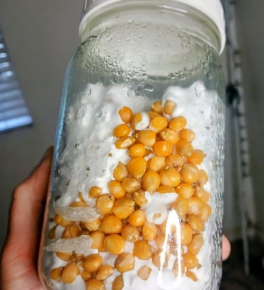 mycelium jar that was never shaken and is taking longer to colonize the jar
