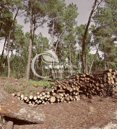 une foret avec des tas de bois devant