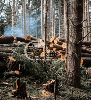 arbres coupés dans une foret