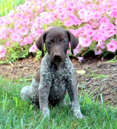 Puppies for Sale 