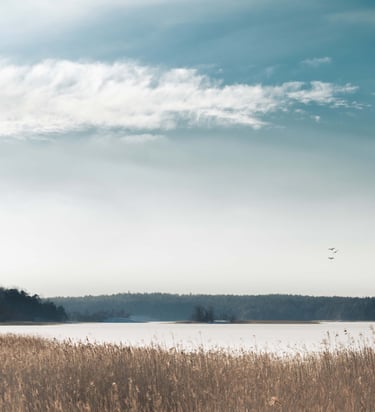Ett lugnt kustlandskap med vatten och torrt vass vid stranden och en trädbevuxen kustlinje i bakgrun