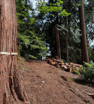 Tree trunk rounds and stumps are being stacked and removed from a woodsy property in Lynnwood