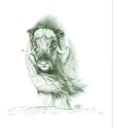 muskox 6''X9''