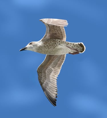 Juvenile Herring Gull in flight