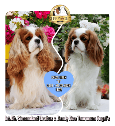 Sleepysong Cavaliers Litter ''B'' announcement add