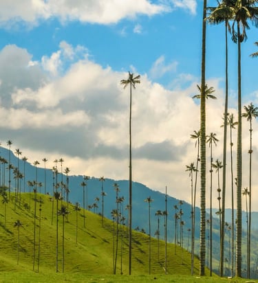 Tall Quindio wax palm trees on the lush green hills of Cocora Valley, Colombia.