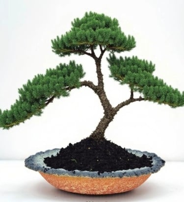 juniper procumbens nana