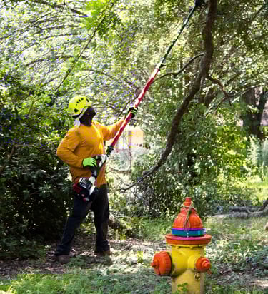 tree trimming services in Baton Rouge