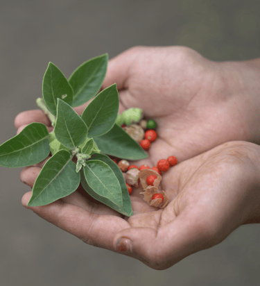 mind-and-mood-roll-on-pure-nectar-oils