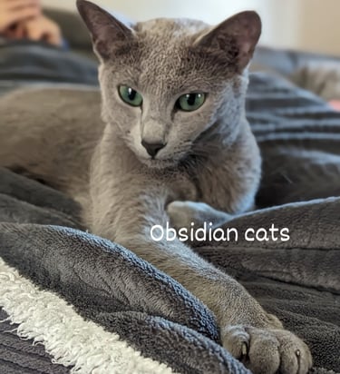 bleu russe femelle obsidian cats