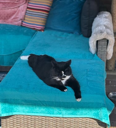 zwarte kat die languit ligt te luieren