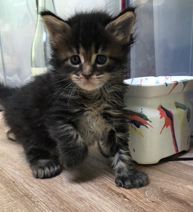 a kitten kitten sitting on a table next to a mug
