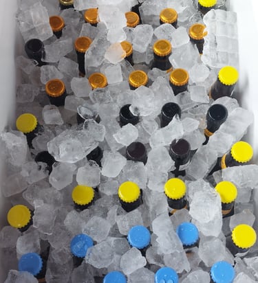 Bier auf Eis gekühlt