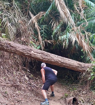 thailand khao lak lam ru hat lek nature trail 