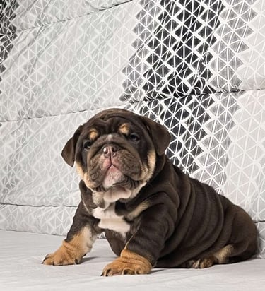 English Bulldog Puppies for Sale