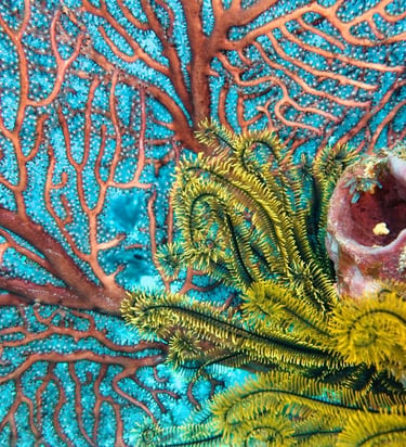 Deep sea fan coral with a golden crinoid and sponges