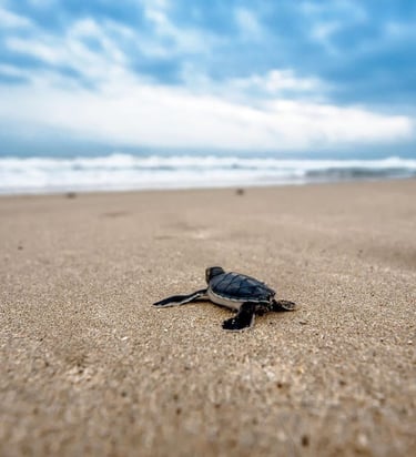 Baby leatherback turtle aiming for the ocean