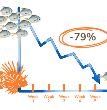 One single lionfish can reduce juvenile reef fish biomass by up to 79% in under 5 weeks