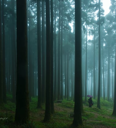 Picture of a misty jungle in hilly slope with two lovers standing.