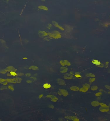 A pond with weeds.