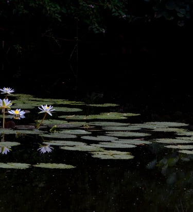 A pond with lotus flowers.